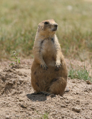 Black-tailed Prairie Dog
