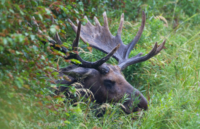 Moose