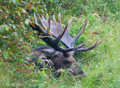 Moose