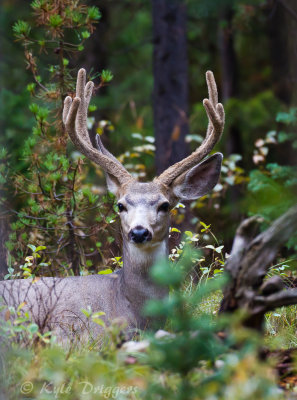 Mule Deer