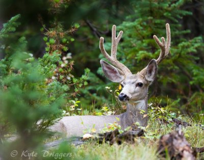 Mule Deer