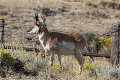 Pronghorn Antelope