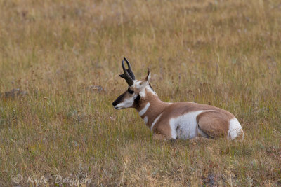 Pronghorn Antelope