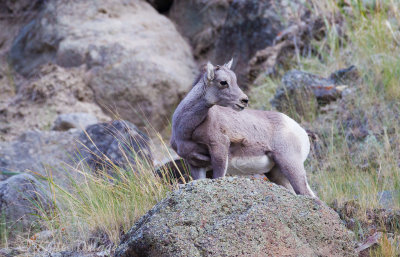 Rocky Mountain Bighorn Sheep