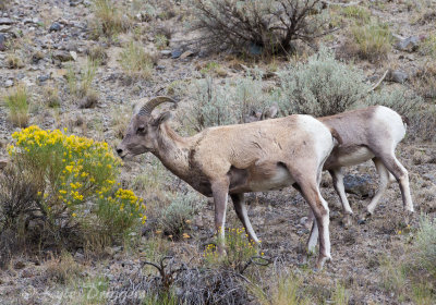 Rocky Mountain Bighorn Sheep