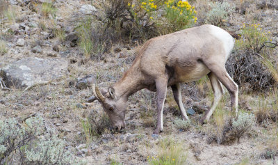 Rocky Mountain Bighorn Sheep