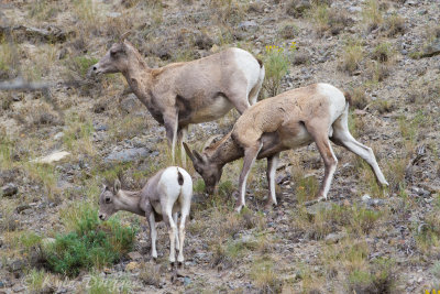 Rocky Mountain Bighorn Sheep
