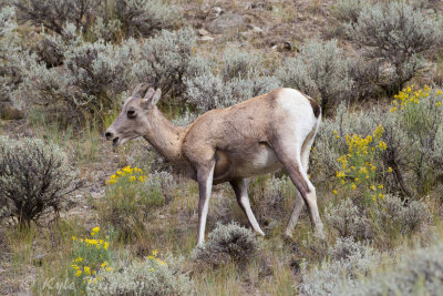 Rocky Mountain Bighorn Sheep