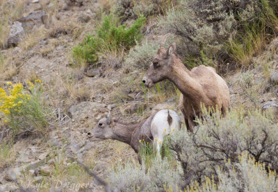 Rocky Mountain Bighorn Sheep