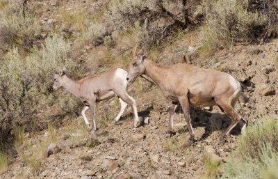 Rocky Mountain Bighorn Sheep
