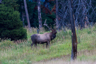Rocky Mountain Elk