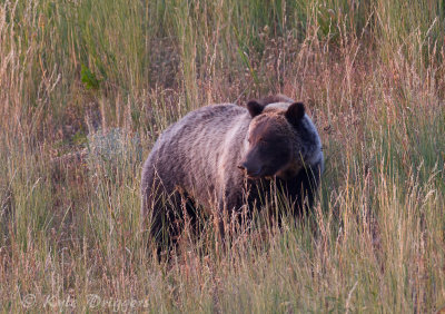 Grizzly Bear