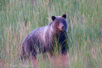 Grizzly Bear