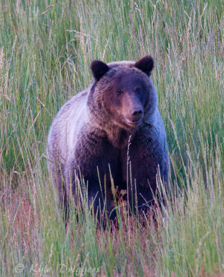 Grizzly Bear