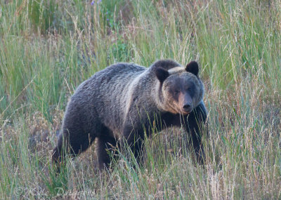 Grizzly Bear