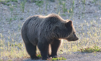 Grizzly Bear