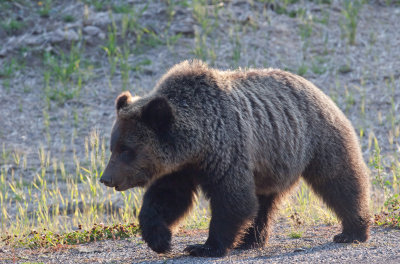 Grizzly Bear