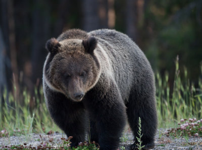 Grizzly Bear