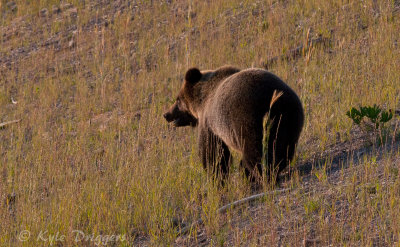 Grizzly Bear
