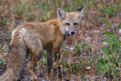 Carnivores