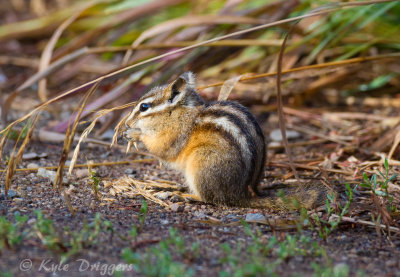 Yellow-Pine Chipmunk