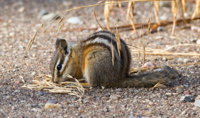 Yellow-Pine Chipmunk
