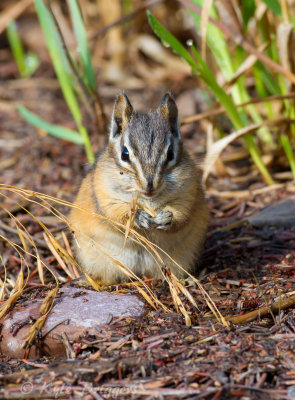 Yellow-Pine Chipmunk