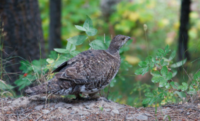 Dusky Grouse