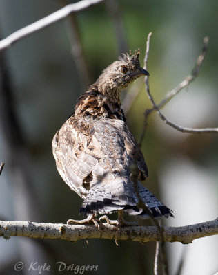 Ruffed Grouse