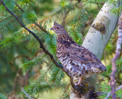 Ruffed Grouse