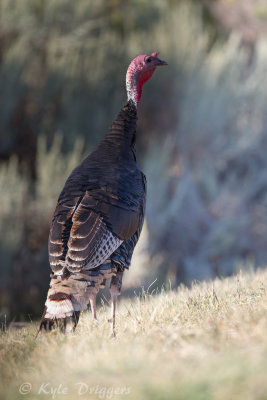 Wild Turkey