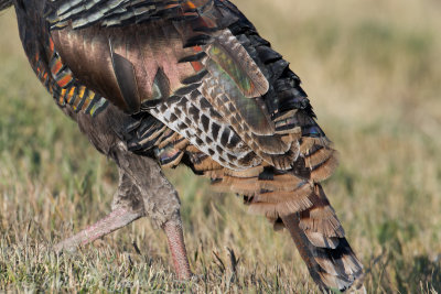 Wild Turkey