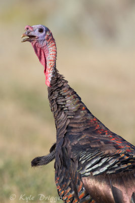 Wild Turkey