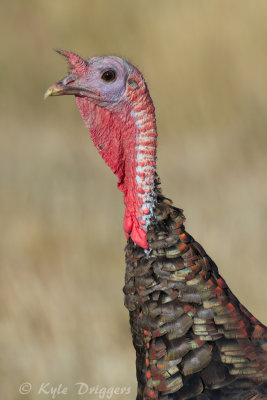 Wild Turkey