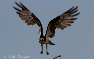 Osprey