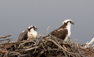 Osprey
