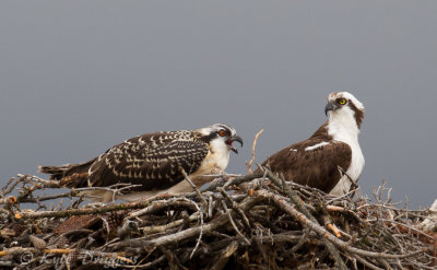 Osprey