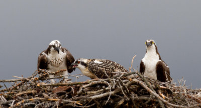 Osprey
