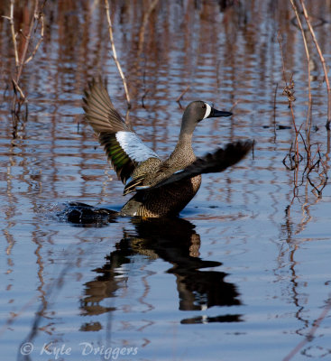 Blue-winged Teal