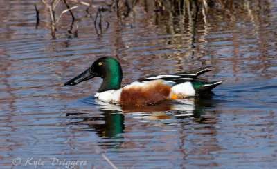 Northern Shoveler