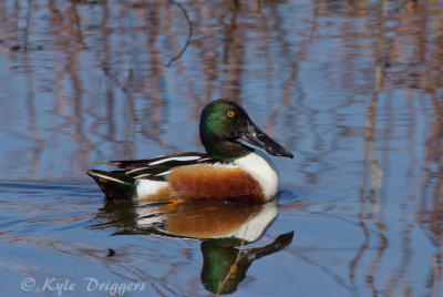 Northern Shoveler
