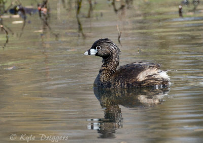 Pied-billed Grebe