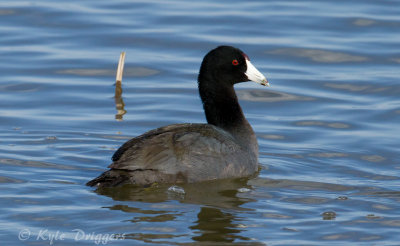 American Coot