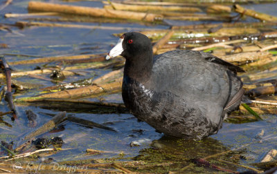 American Coot