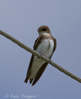 Bank Swallow