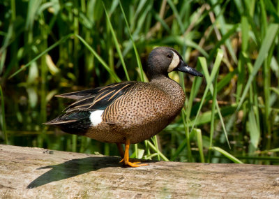 Blue-winged Teal