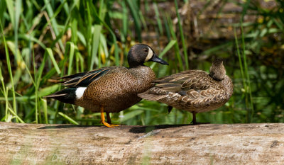 Blue-winged Teal