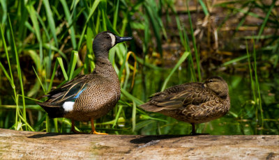 Blue-winged Teal