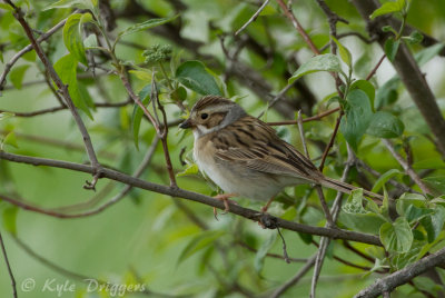 Clay-colored Sparrow