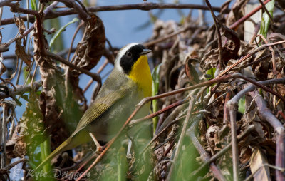 Common Yellowthroat